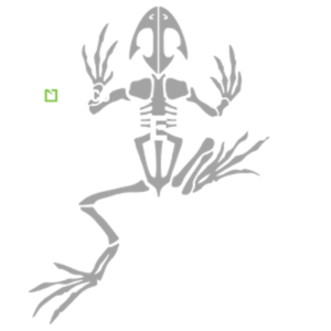 Bonefrog